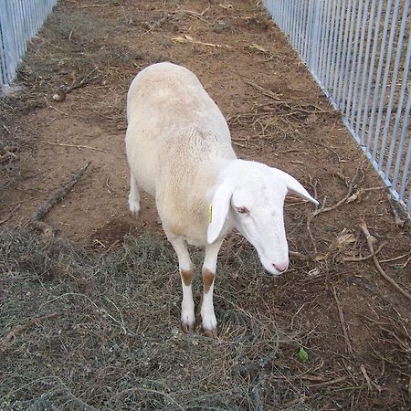 בולאס Centro De Agroecologia Y Medio Ambiente De Murcia מראה חיצוני תמונה